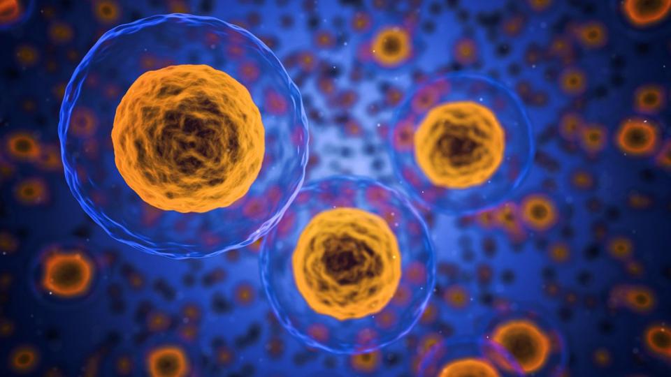 Picture of human cells